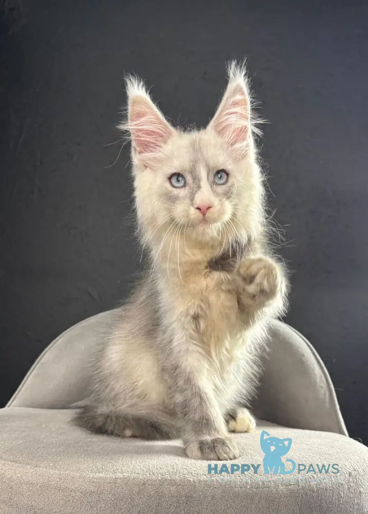 Ogracio Maine Coon male blue silver with white live animals