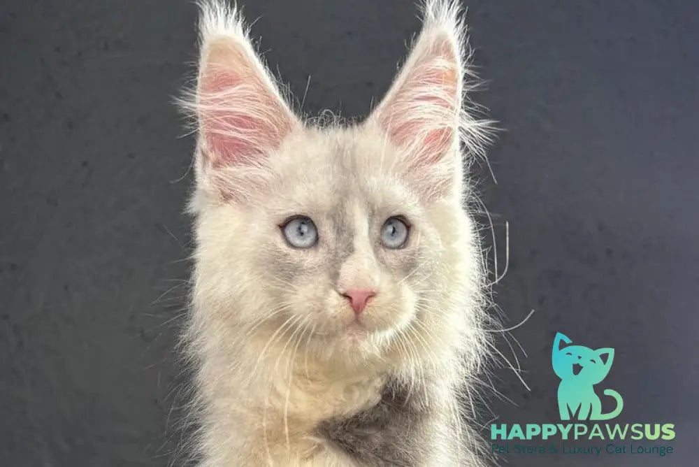 Ogracio Maine Coon male blue silver with white live animals