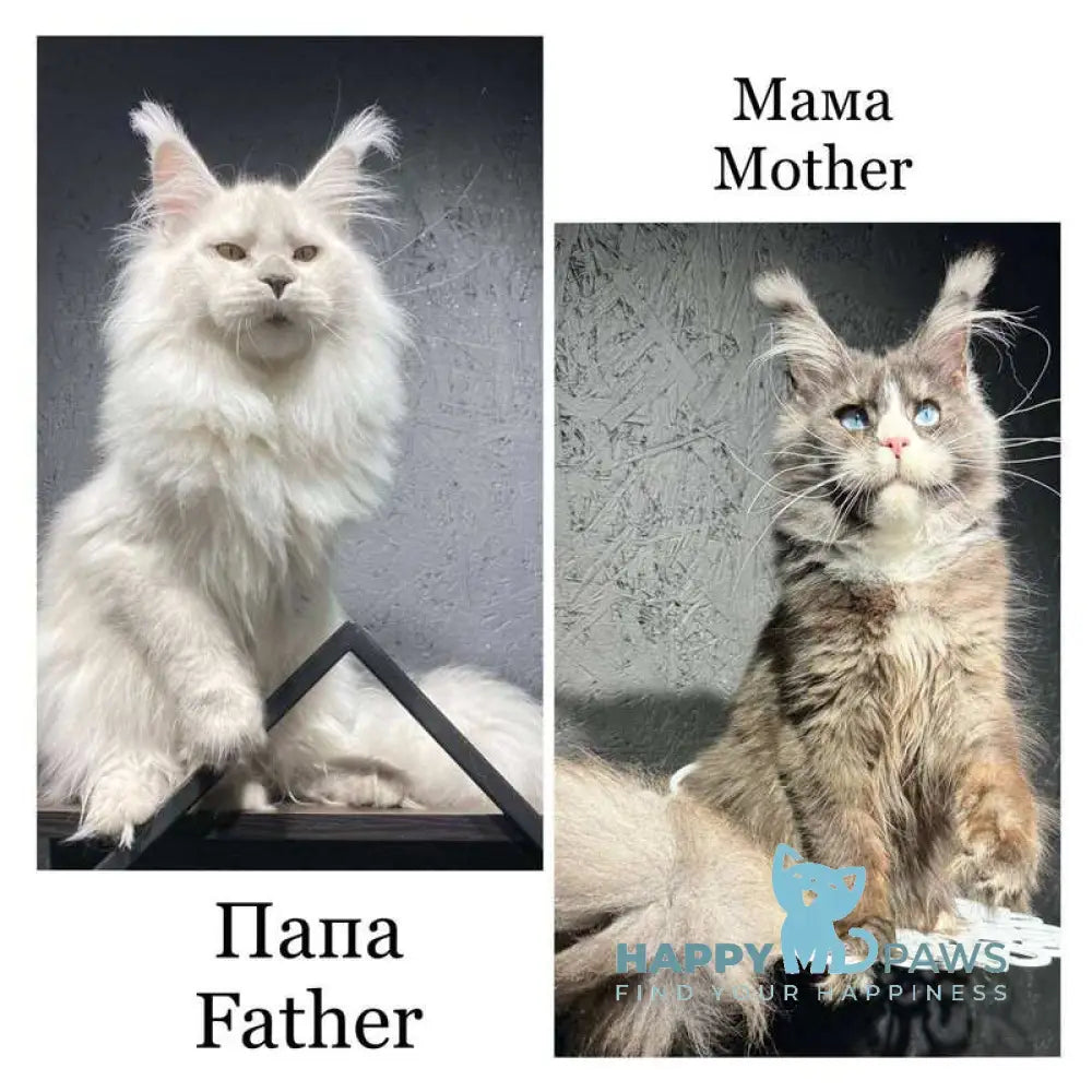 Ogracio Maine Coon male blue silver with white live animals
