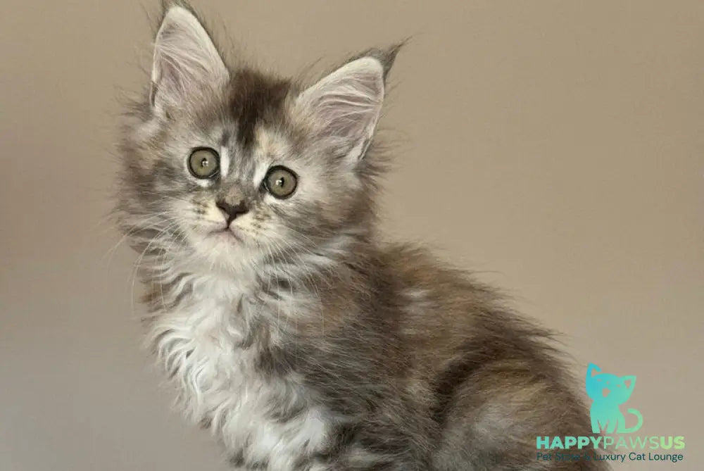 Ohana Maine Coon female blue tortie with white tabby - live animals