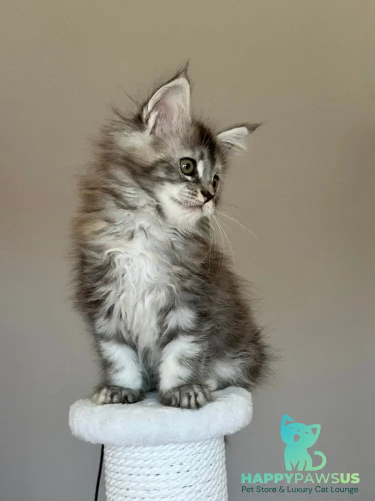 Ohana Maine Coon female blue tortie with white tabby - live animals
