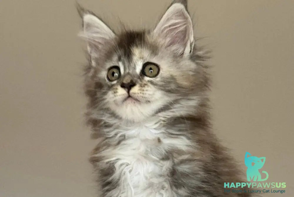 Ohana Maine Coon female blue tortie with white tabby - live animals