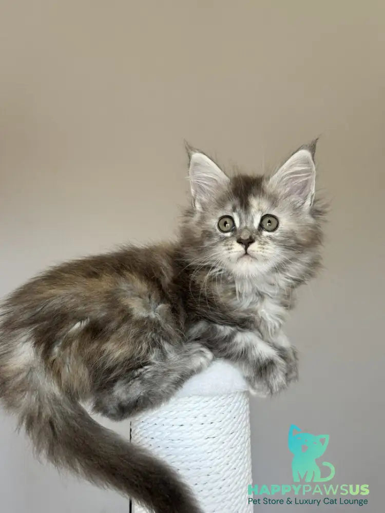Ohana Maine Coon female blue tortie with white tabby - live animals