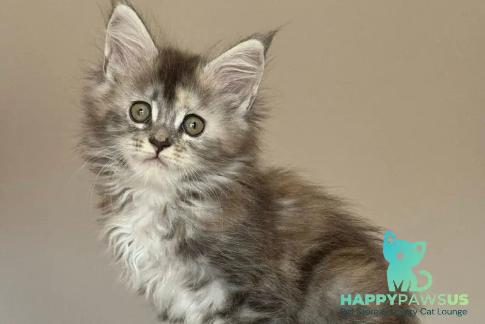 Ohana Maine Coon female blue tortie with white tabby - live animals