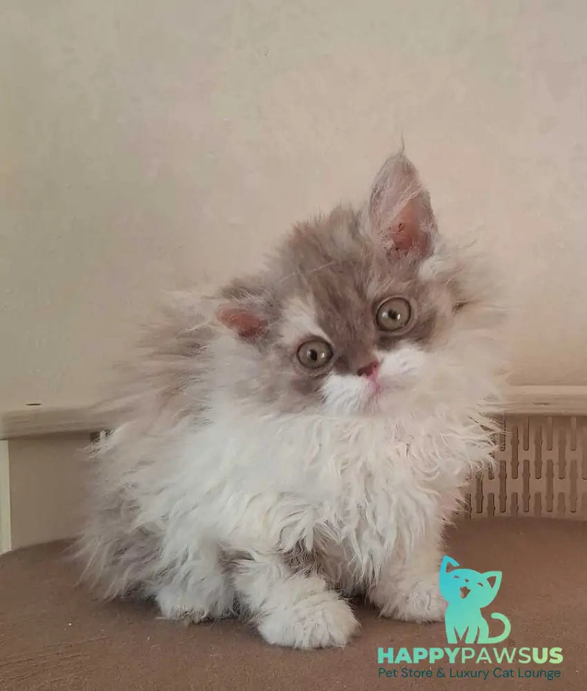 Ohara Selkirk Rex female cinnamon tortie bicolour live animals