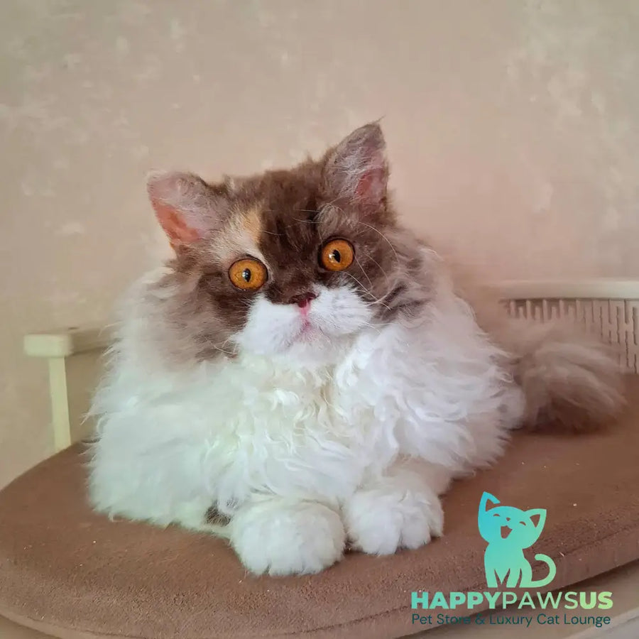Ohara Selkirk Rex female chocolate tortie bicolour - live animals