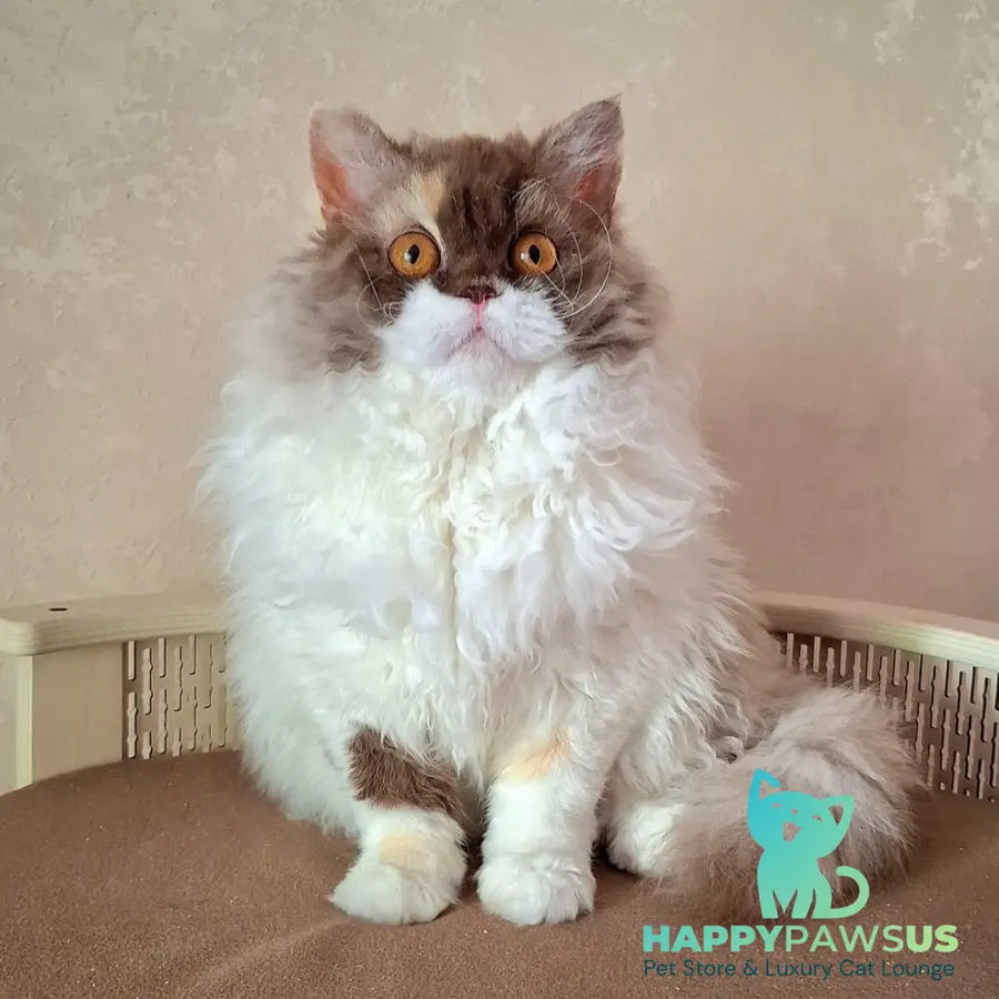 Ohara Selkirk Rex female chocolate tortie bicolour - live animals
