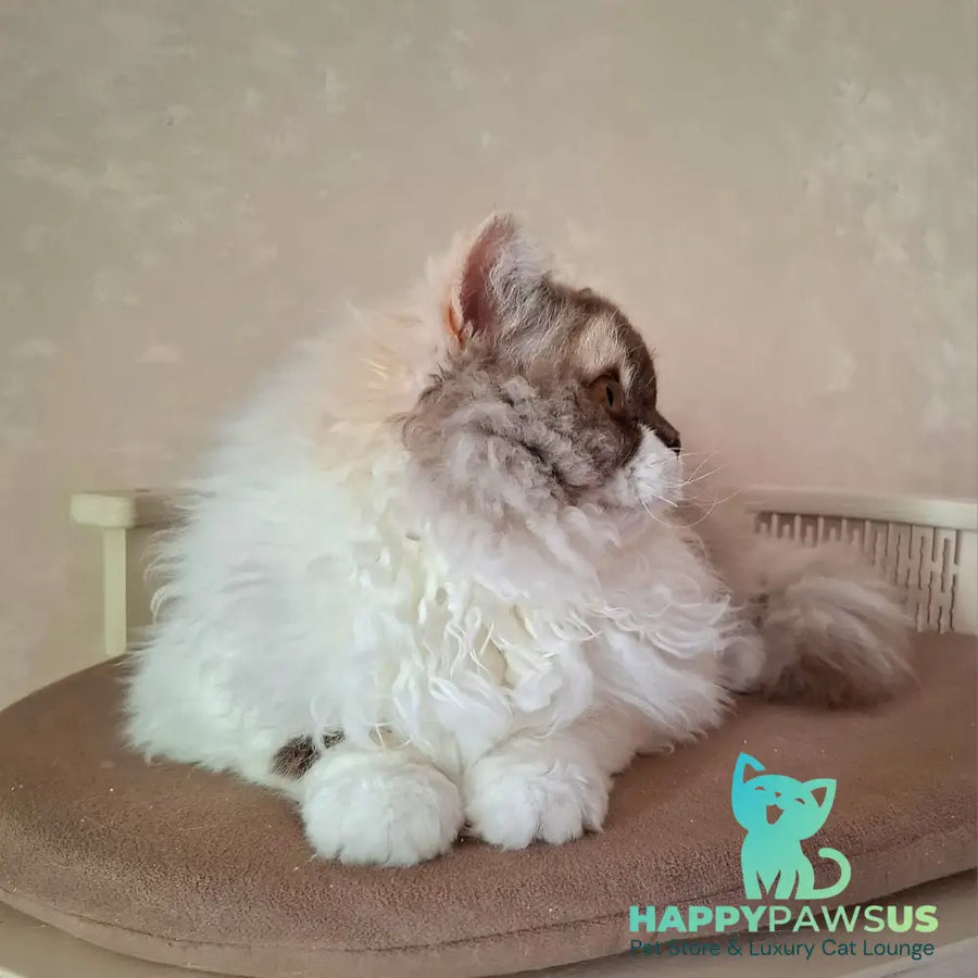 Ohara Selkirk Rex female chocolate tortie bicolour - live animals