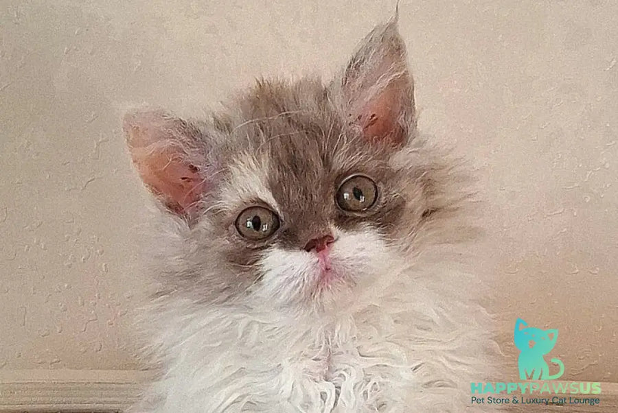 Ohara Selkirk Rex female cinnamon tortie bicolour live animals