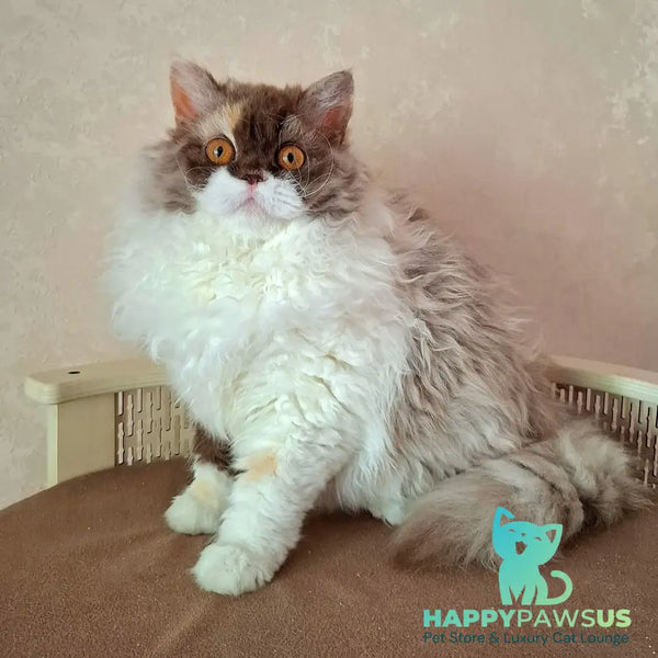 Ohara Selkirk Rex female chocolate tortie bicolour - live animals