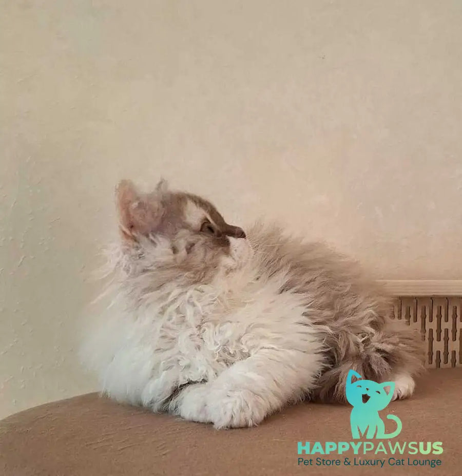 Ohara Selkirk Rex female cinnamon tortie bicolour live animals