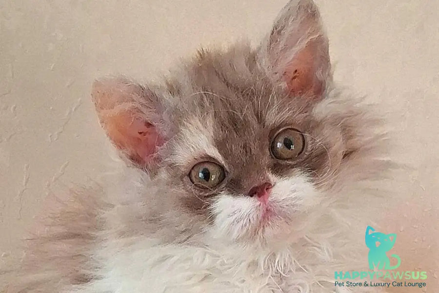 Ohara Selkirk Rex female cinnamon tortie bicolour live animals
