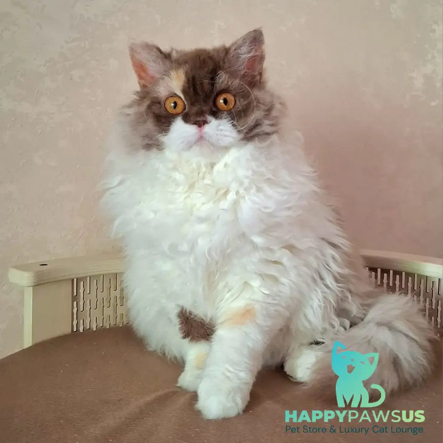 Ohara Selkirk Rex female chocolate tortie bicolour - live animals