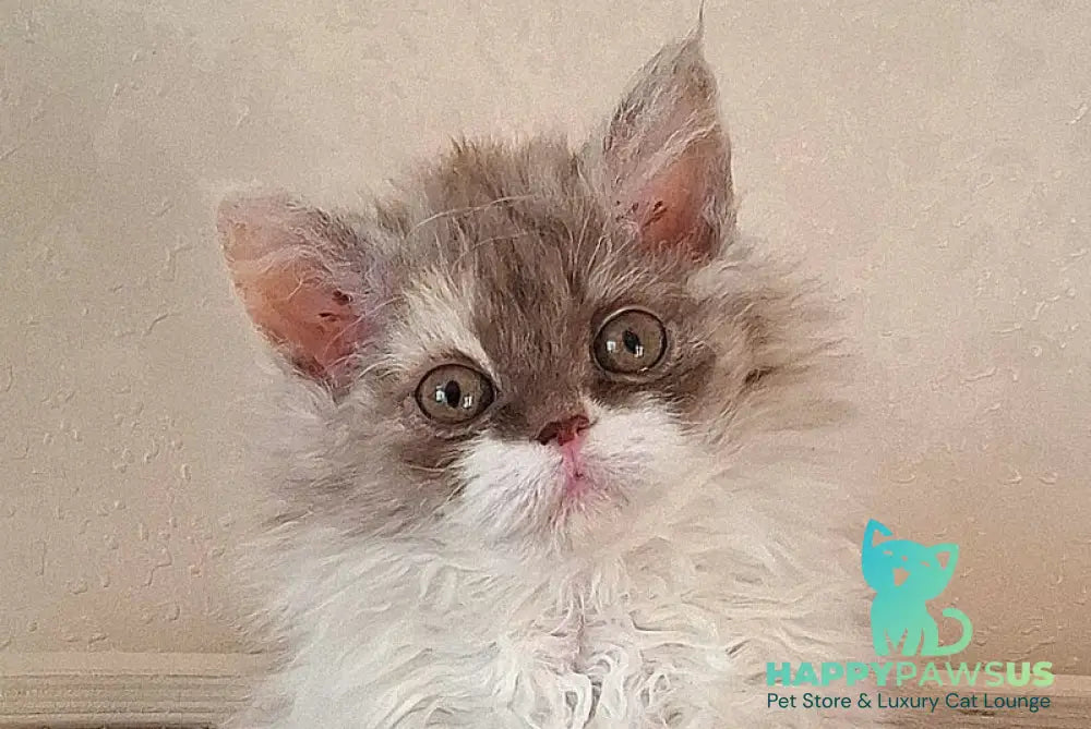 Ohara Selkirk Rex female cinnamon tortie bicolour live animals