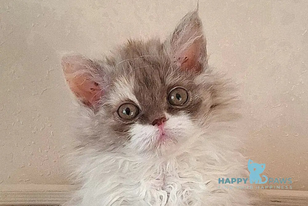 Ohara Selkirk Rex female cinnamon tortie bicolour live animals