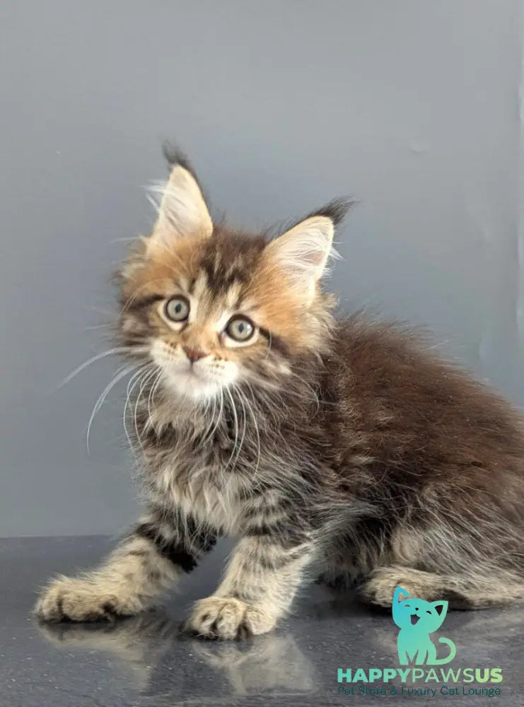 Oira Maine Coon female black tabby live animals
