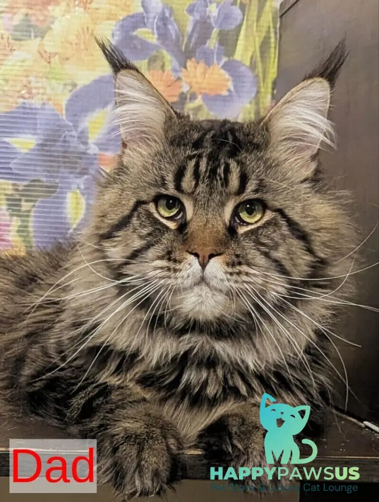 Oira Maine Coon female black tabby live animals