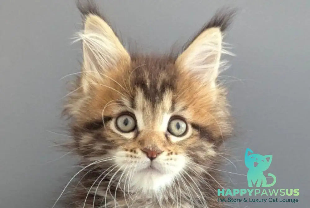 Oira Maine Coon female black tabby live animals