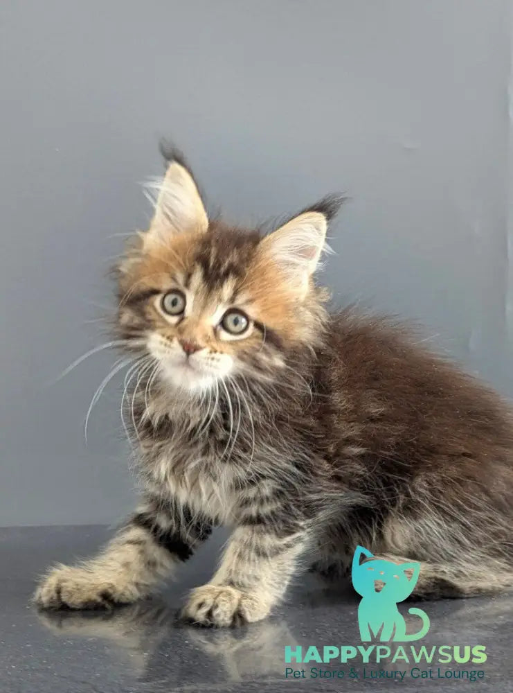Oira Maine Coon female black tabby live animals