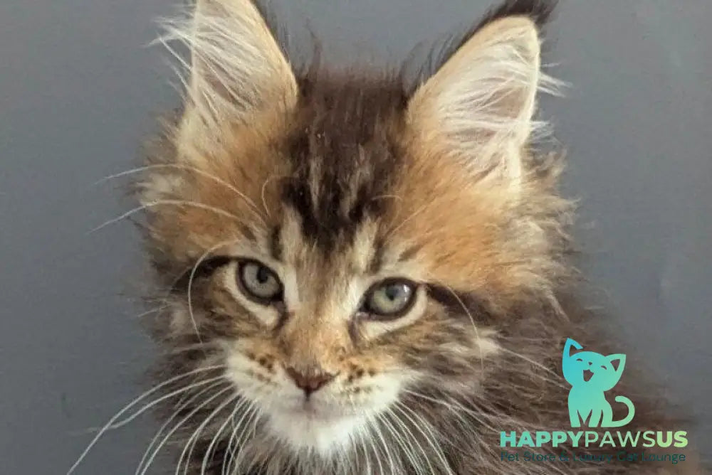 Oira Maine Coon female black tabby live animals