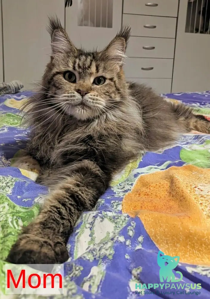 Oira Maine Coon female black tabby live animals