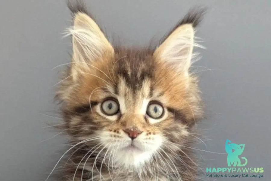 Oira Maine Coon female black tabby live animals