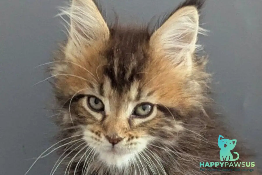Oira Maine Coon female black tabby live animals