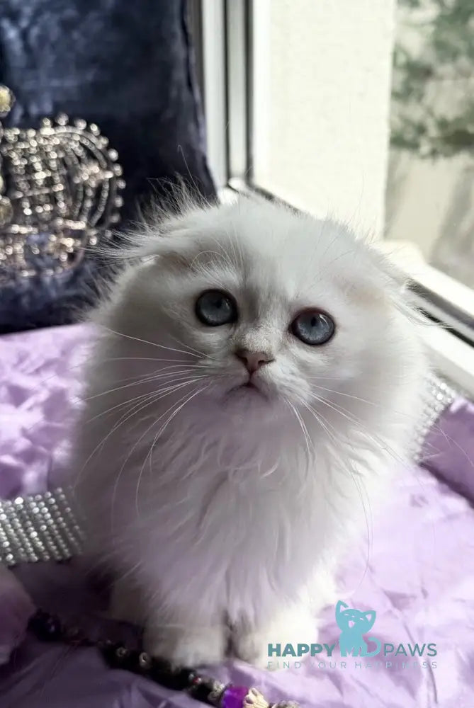 Okito Scottish Fold male blue golden shaded pointed live animals