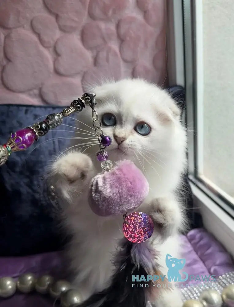 Okito Scottish Fold male blue golden shaded pointed live animals