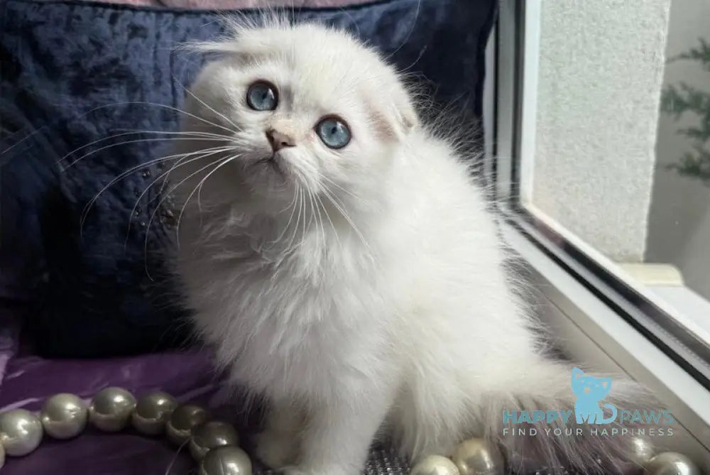 Okito Scottish Fold male blue golden shaded pointed live animals