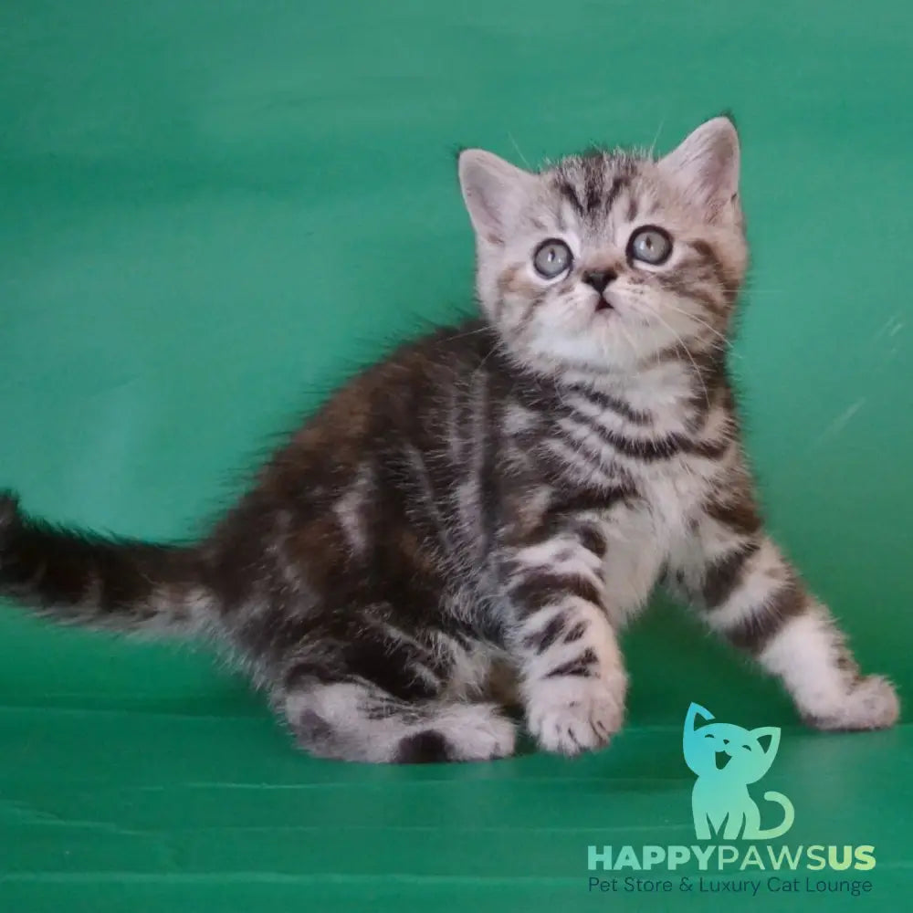 Ola Scottish Straight female black tortie silver tabby - live animals