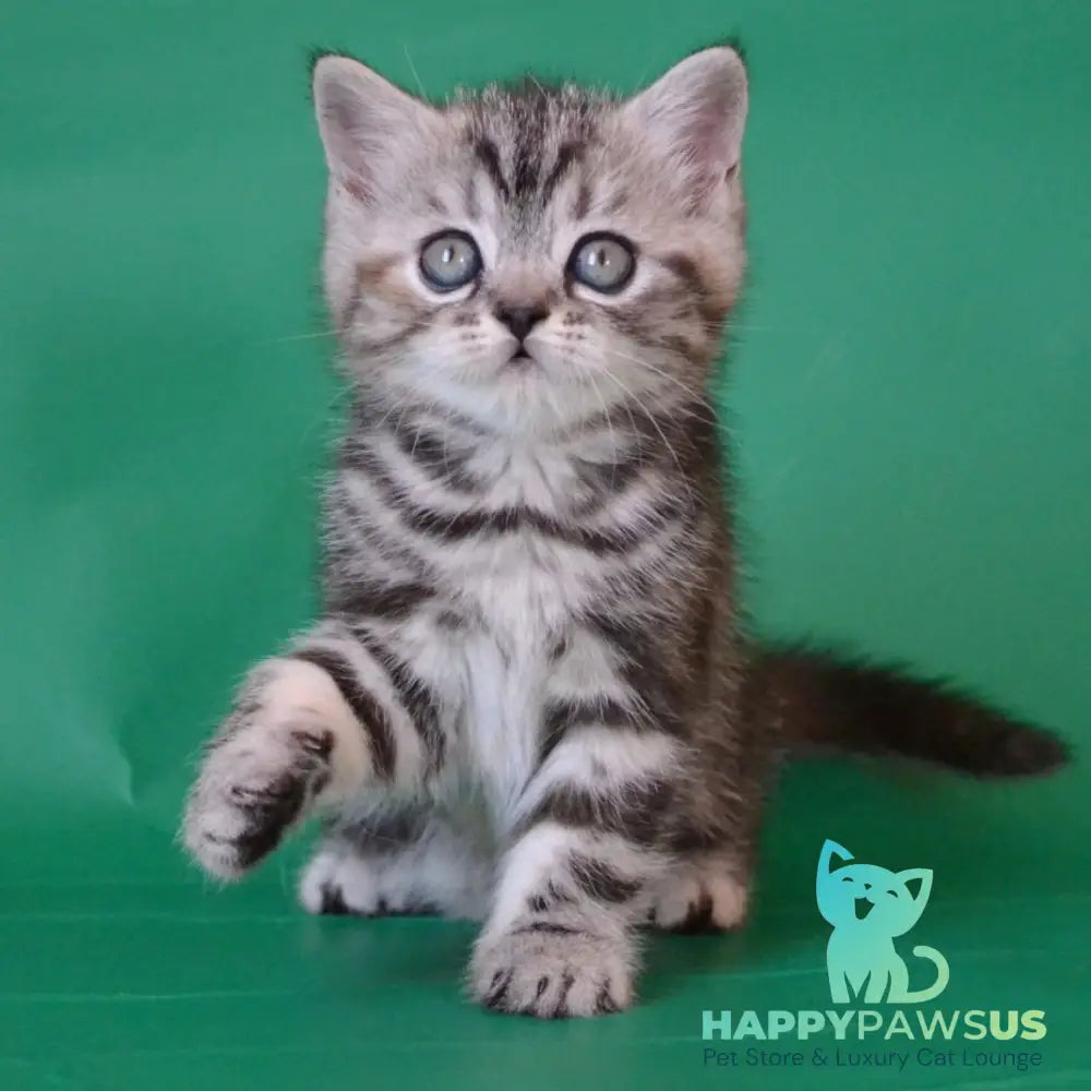Ola Scottish Straight female black tortie silver tabby - live animals