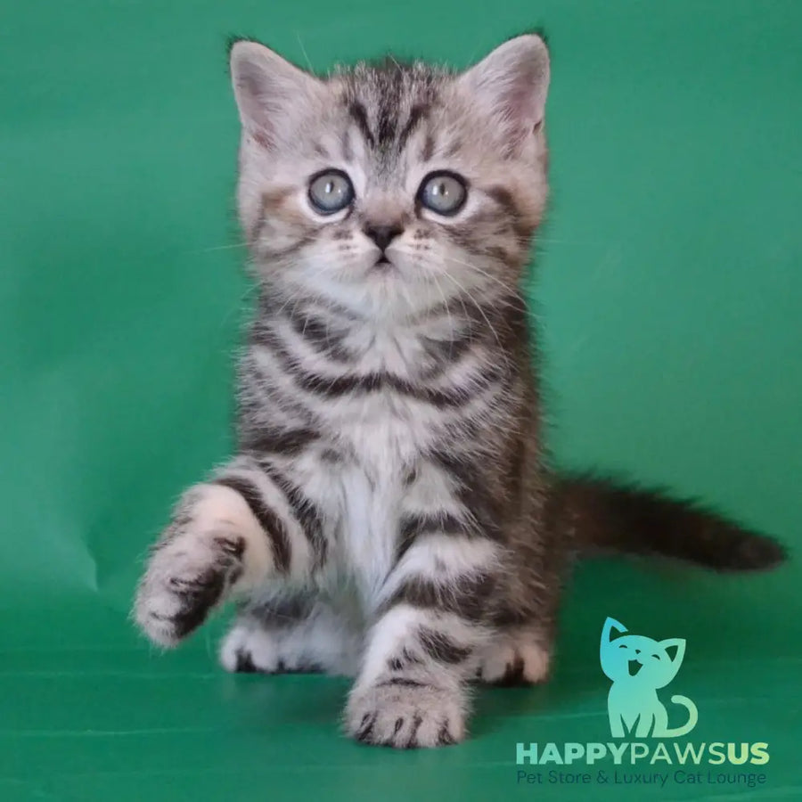 Ola Scottish Straight female black tortie silver tabby - live animals
