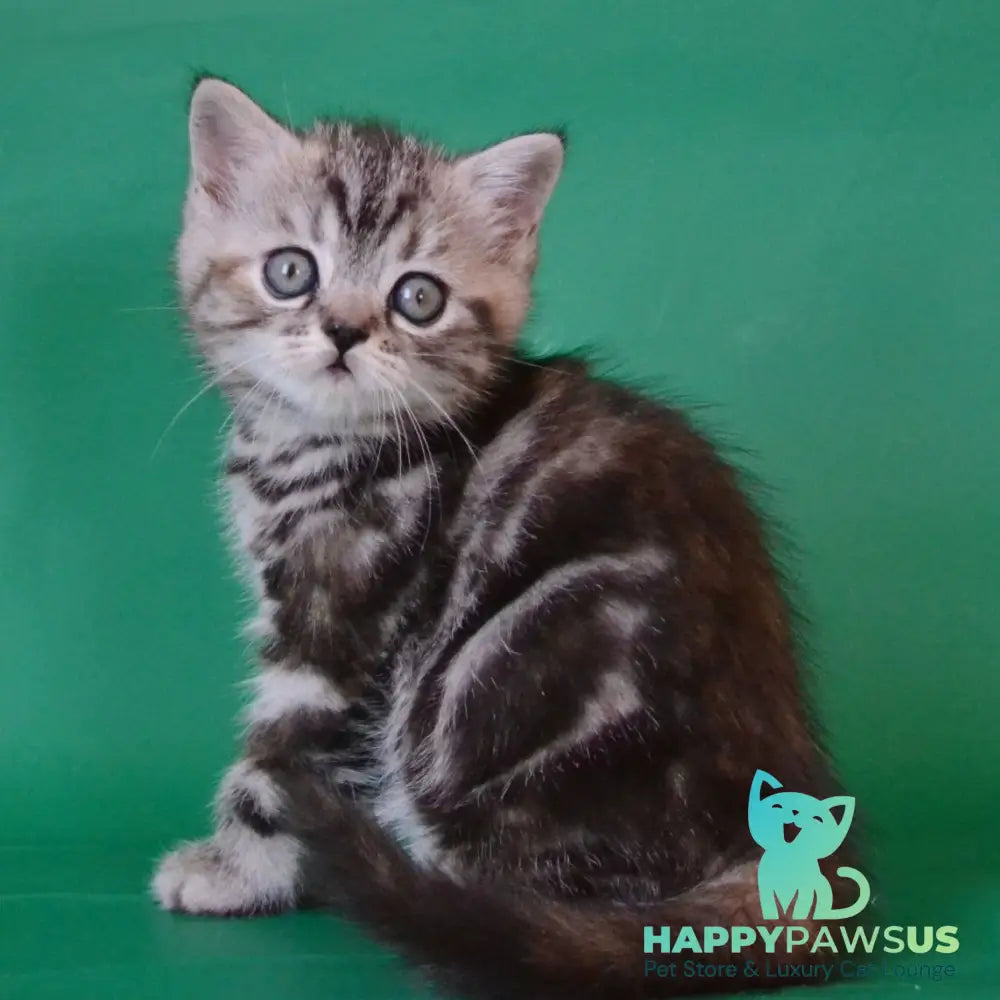 Ola Scottish Straight female black tortie silver tabby - live animals