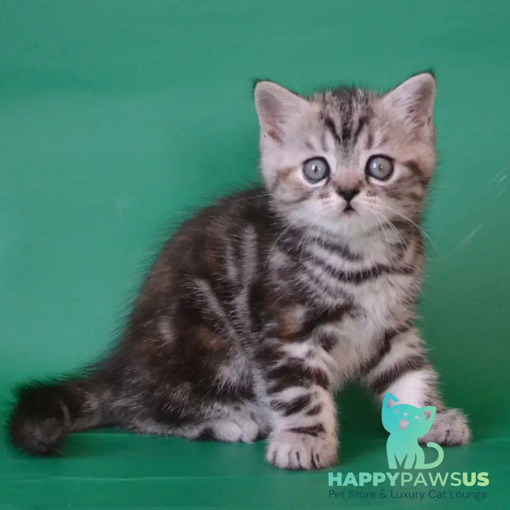 Ola Scottish Straight female black tortie silver tabby - live animals