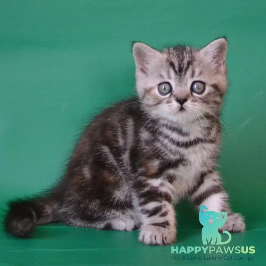Ola Scottish Straight female black tortie silver tabby - live animals