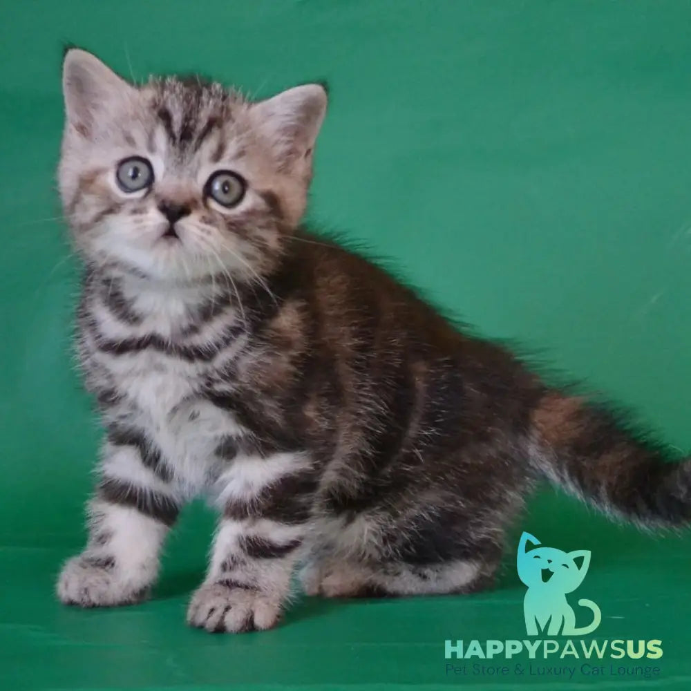 Ola Scottish Straight female black tortie silver tabby - live animals