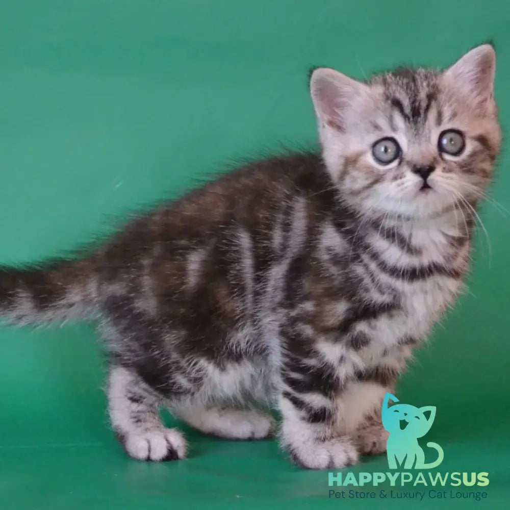 Ola Scottish Straight female black tortie silver tabby - live animals