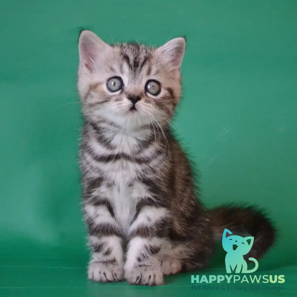 Ola Scottish Straight female black tortie silver tabby - live animals