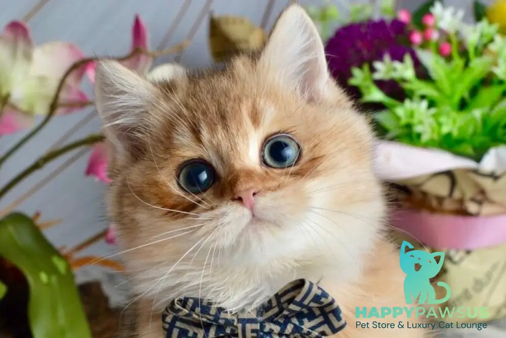Olaf British Shorthair male black golden shaded live animals