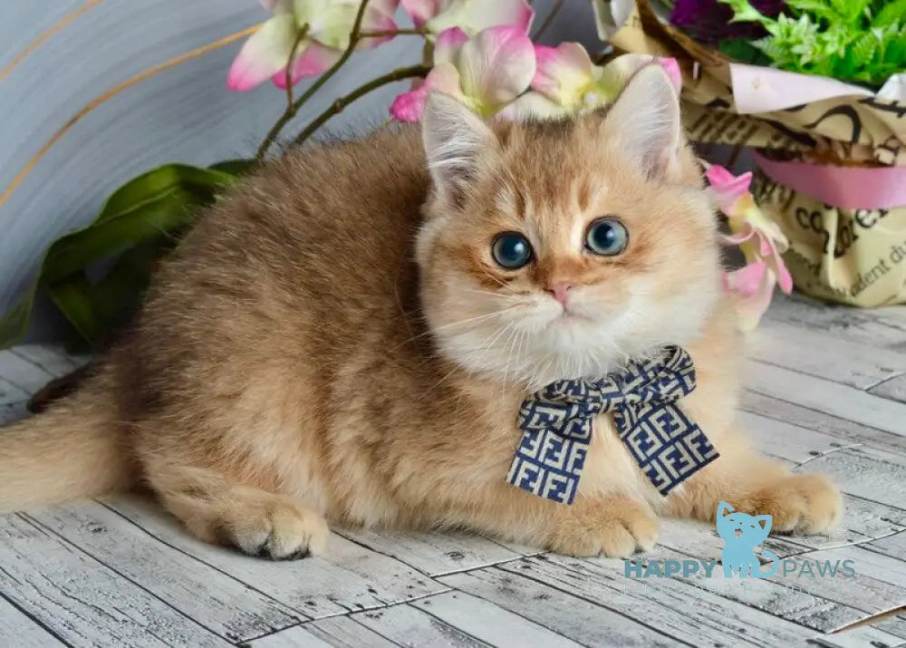 Olaf British Shorthair male black golden shaded live animals