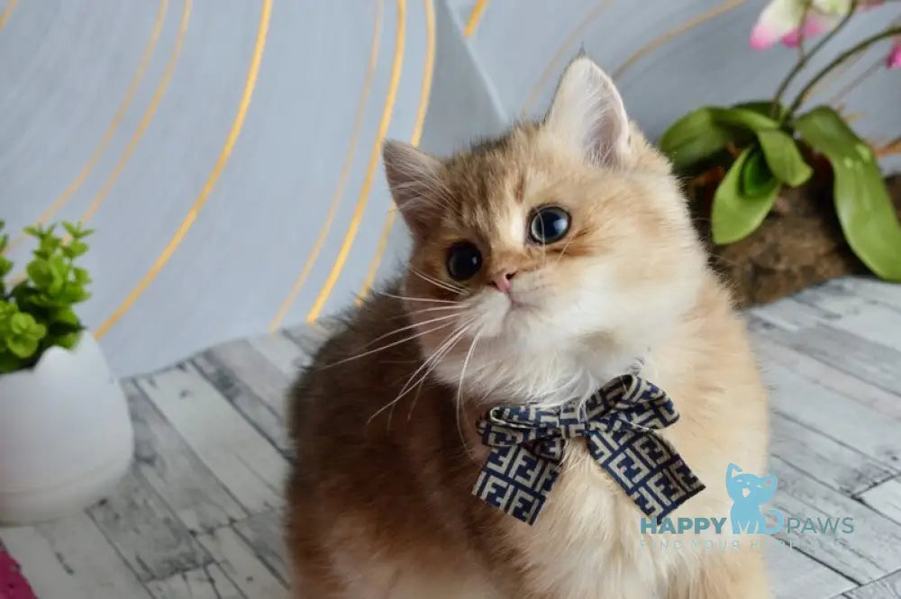 Olaf British Shorthair male black golden shaded live animals