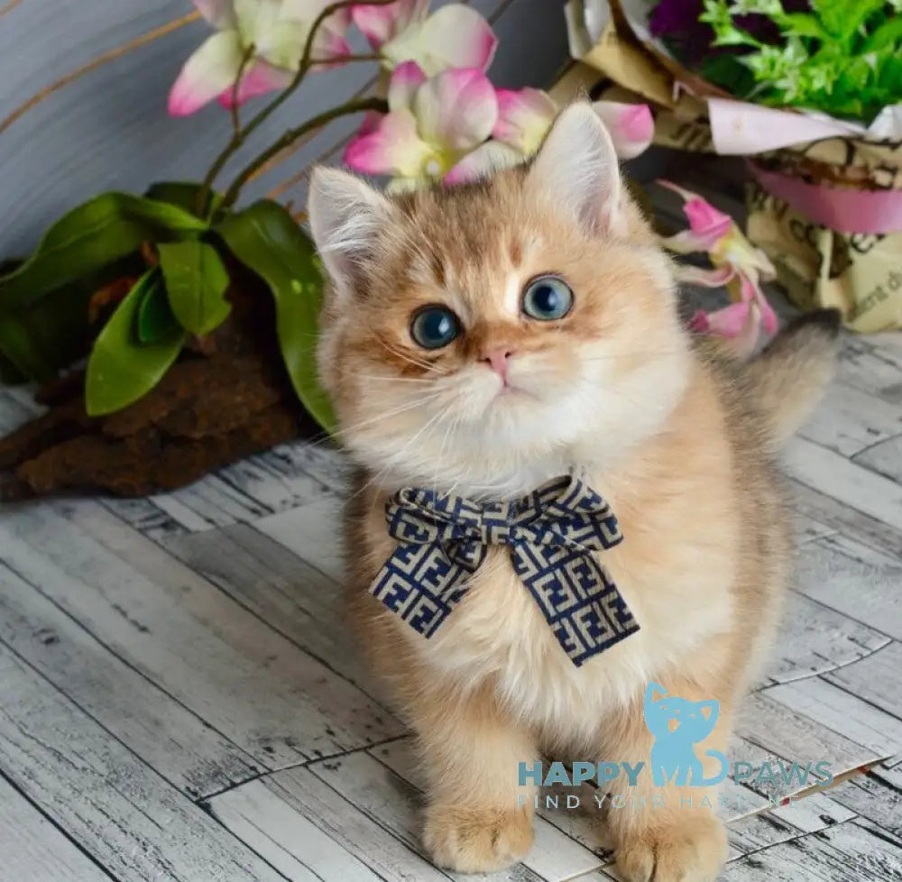 Olaf British Shorthair male black golden shaded live animals