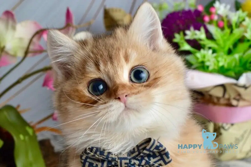 Olaf British Shorthair male black golden shaded live animals