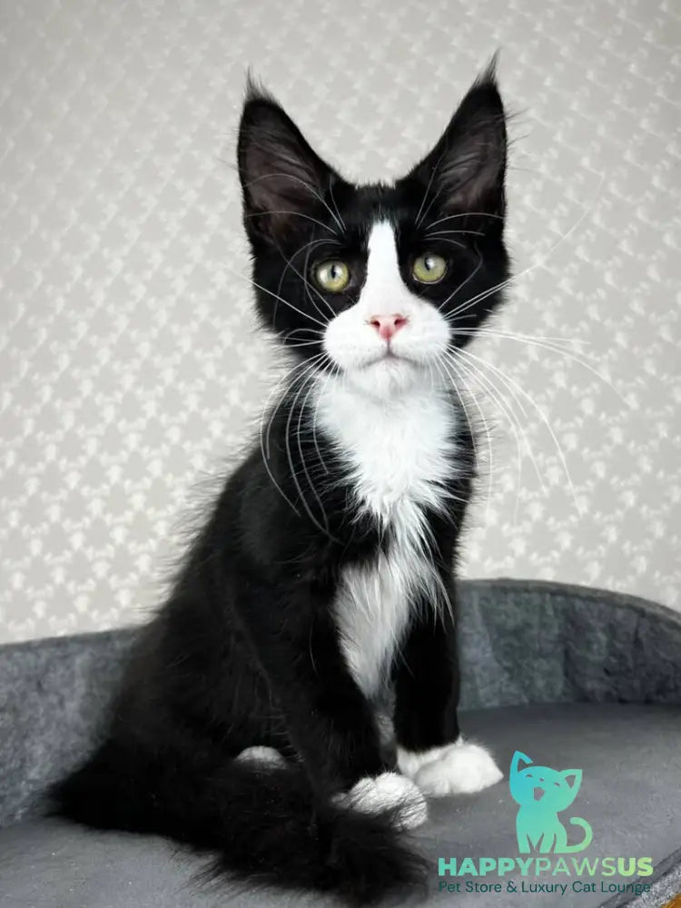 Olaf Maine Coon male black bicolour - live animals