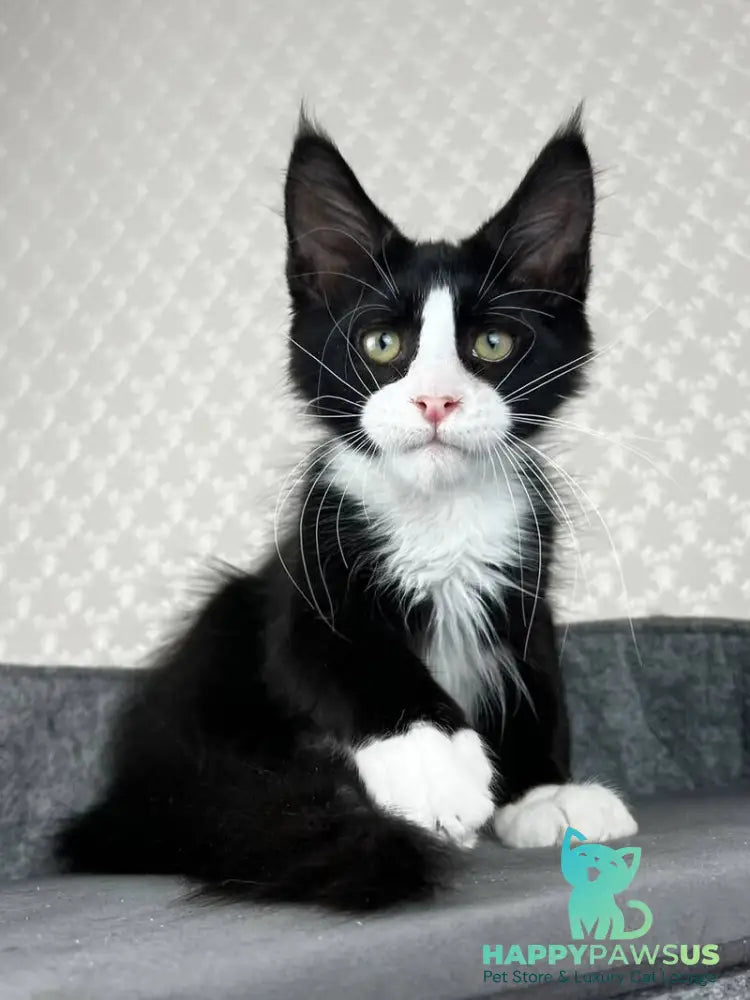 Olaf Maine Coon male black bicolour - live animals