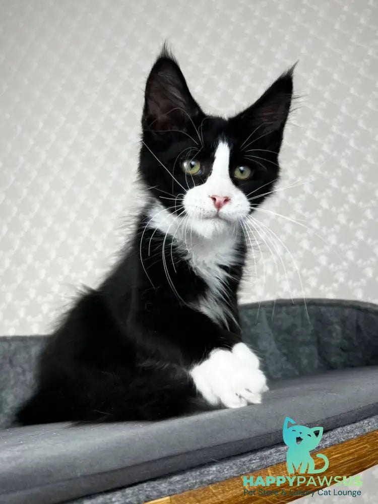Olaf Maine Coon male black bicolour - live animals
