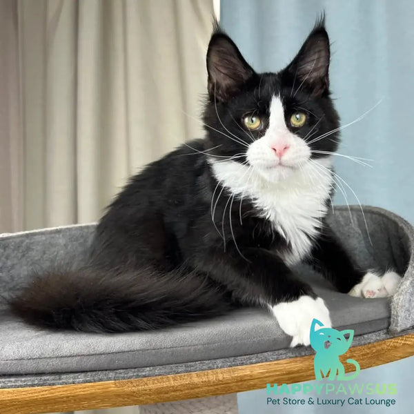 Olaf Maine Coon male black bicolour - live animals