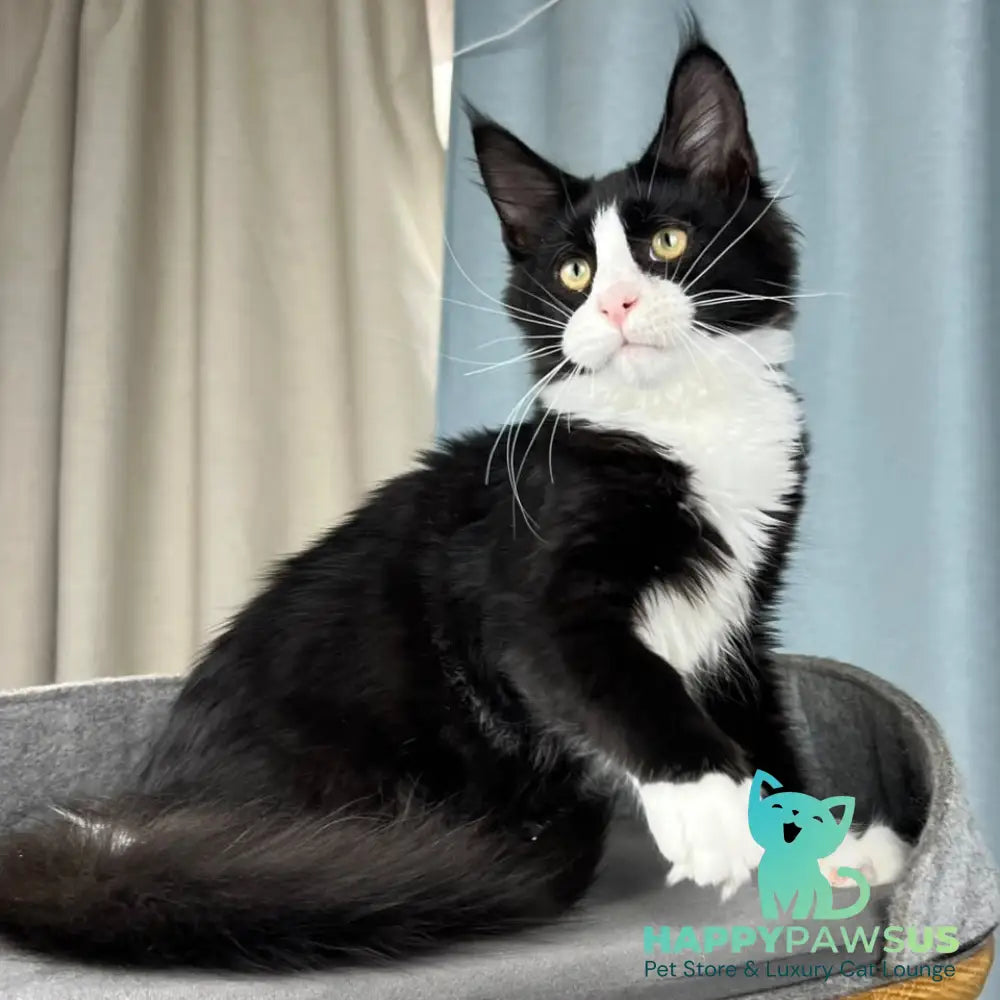 Olaf Maine Coon male black bicolour - live animals