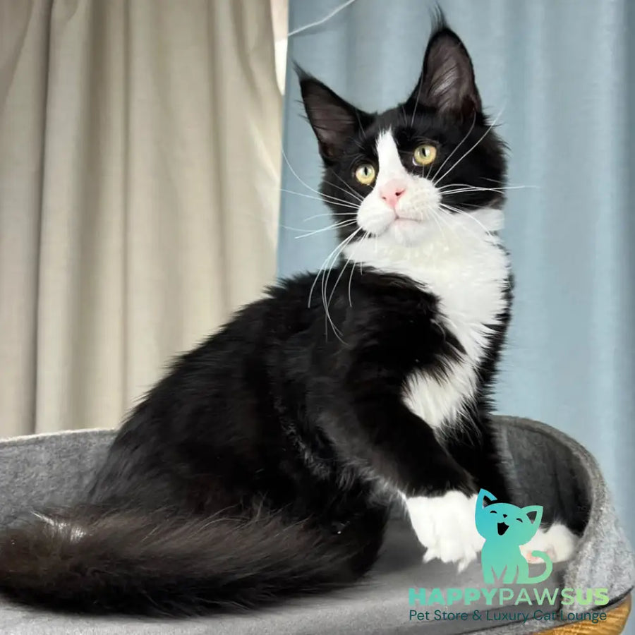 Olaf Maine Coon male black bicolour - live animals